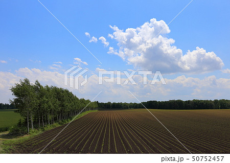 北海道 十勝地方 防風林の続く風景 北海道 十勝地方 防風林の続く風景 50752457