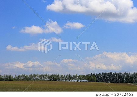 北海道　十勝地方　防風林の続く風景 50752458