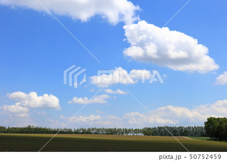 北海道　十勝地方　防風林の続く風景 50752459