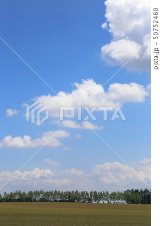 北海道　十勝地方　防風林の続く風景 50752460