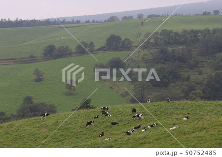 北海道　上士幌　ナイタイ高原牧場 50752485