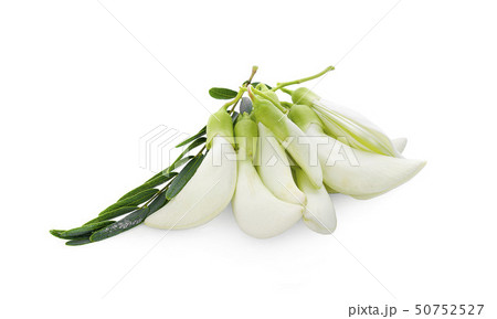 White Agasta ,Thai vegetable on white background White Agasta ,Thai vegetable on white background 50752527