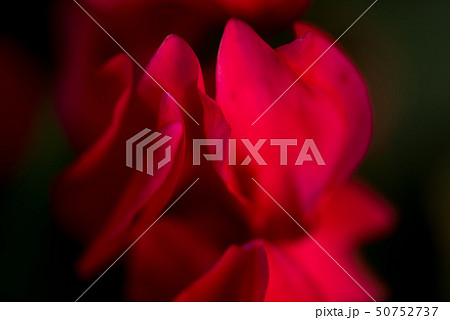 赤いシクラメンによる炎のオブジェ 赤いシクラメンによる炎のオブジェ 50752737