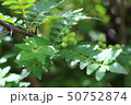 山椒の実 50752874