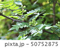 山椒の実 50752875