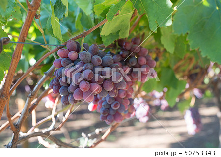 Ripe grapes and green leaves at sunlight Ripe grapes and green leaves at sunlight 50753343