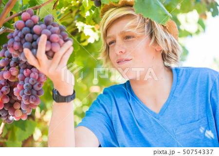 Young winemaker in straw hat examining grapes 50754337