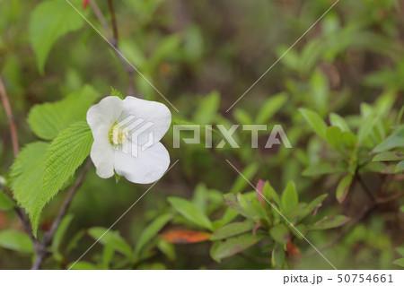 シロヤマブキの花と雨雫 50754661