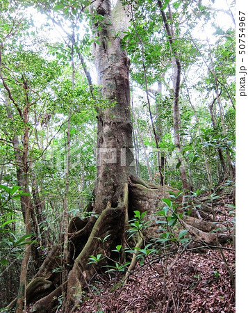 金作原原生林 金作原原生林 50754967