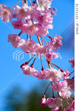 枝垂れ桜の花 枝垂れ桜の花 50755278