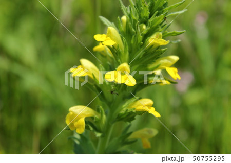 セイヨウヒキヨモギ 50755295