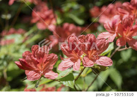 ヤマツツジ 50755310