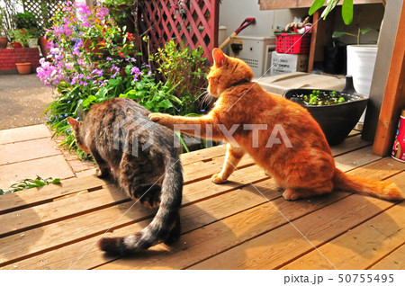 猫その長閑な日々 猫その長閑な日々 50755495