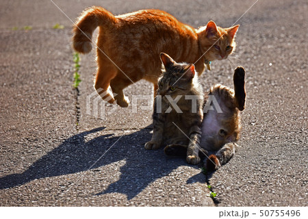 猫その長閑な日々 猫その長閑な日々 50755496