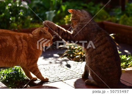 猫その長閑な日々 50755497