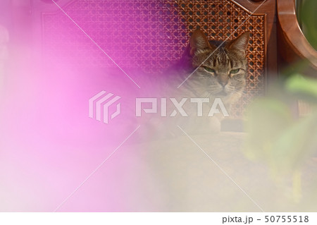 猫その長閑な日々 猫その長閑な日々 50755518
