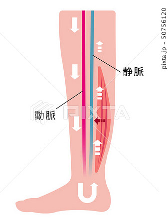脚のむくみ（浮腫）の発生原因・過程　イラスト/ 筋肉の低下等による血流の悪化 50756120