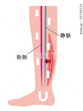 脚のむくみ（浮腫）の発生原因・過程　イラスト/ 通常の健康な脚 50756124