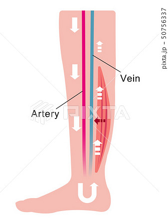 脚のむくみ 浮腫 の発生原因 過程 イラスト 筋肉の低下等による血