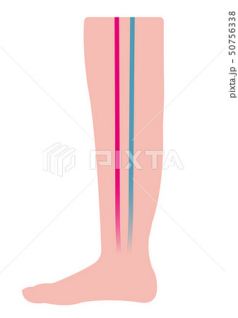 脚 シンプルなシルエット イラスト 動脈 静脈 のイラスト素材