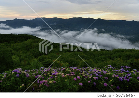 秩父美の山公園 山頂のあじさい園と霧立つ朝の外秩父の山々 秩父美の山公園 山頂のあじさい園と霧立つ朝の外秩父の山々 50756467
