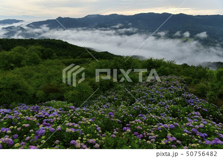 秩父美の山公園 山頂のあじさい園と霧立つ朝の外秩父の山々 秩父美の山公園 山頂のあじさい園と霧立つ朝の外秩父の山々 50756482