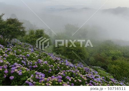 秩父美の山公園 山頂のあじさい園と霧立つ朝の外秩父の山々と日光連山 秩父美の山公園 山頂のあじさい園と霧立つ朝の外秩父の山々と日光連山 50756511