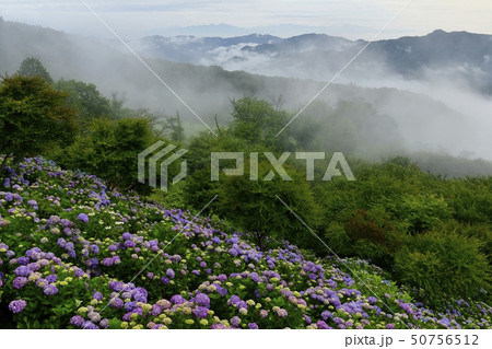 秩父美の山公園　山頂のあじさい園と霧立つ朝の外秩父の山々と赤城山に日光連山 50756512