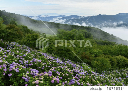 秩父美の山公園 山頂のあじさい園と霧立つ朝の外秩父の山々と赤城山に日光連山 秩父美の山公園 山頂のあじさい園と霧立つ朝の外秩父の山々と赤城山に日光連山 50756514