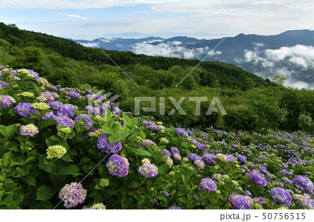 秩父美の山公園　山頂のあじさい園と霧立つ朝の外秩父の山々と赤城山に日光連山 50756515