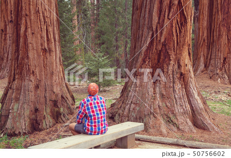Sequoia Sequoia 50756602