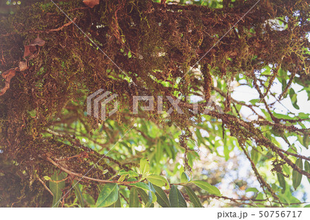 Trees in the forest have mosses and ferns along Trees in the forest have mosses and ferns along 50756717