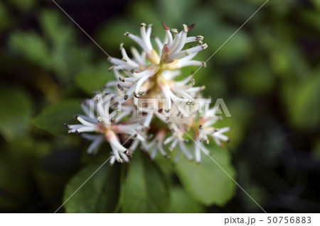 70477　フッキソウ 50756883