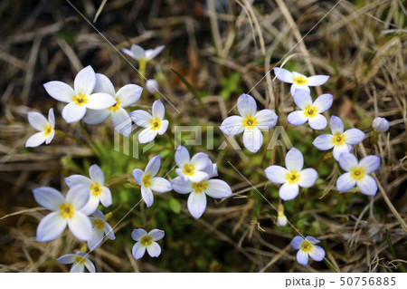 70479　ヒナソウ 50756885