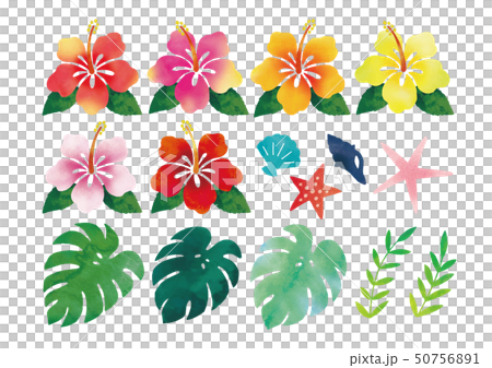 ハイビスカス等の水彩パーツ 50756891