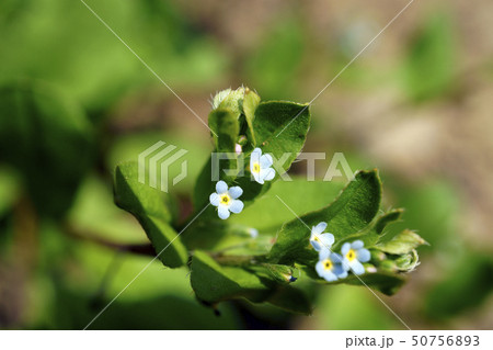 70484　キュウリグサ 50756893