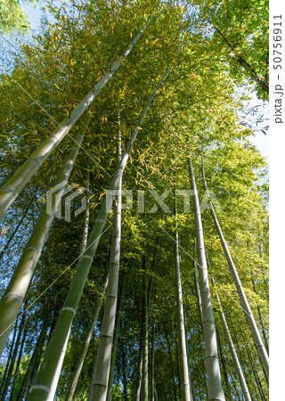 孟宗竹の竹林 モウソウチク 50756911