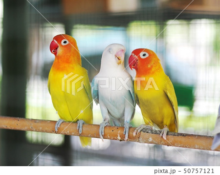 lovebirds little cute young parrots short tail 50757121