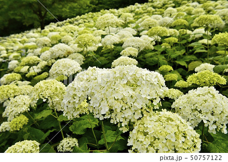 幸手市権現堂堤公園のあじさいの花 幸手市権現堂堤公園のあじさいの花 50757122
