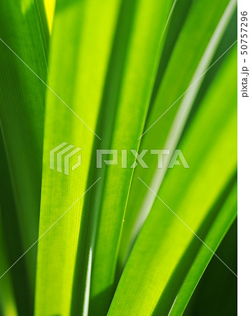 green long leafs of tropical plant cold herb green long leafs of tropical plant cold herb 50757296