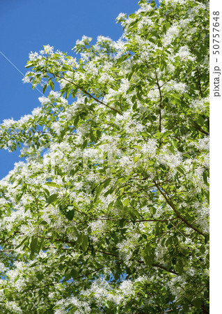 ナンジャモンジャの花と木　 50757648