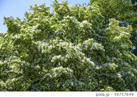 ナンジャモンジャの花と木 ナンジャモンジャの花と木 50757649