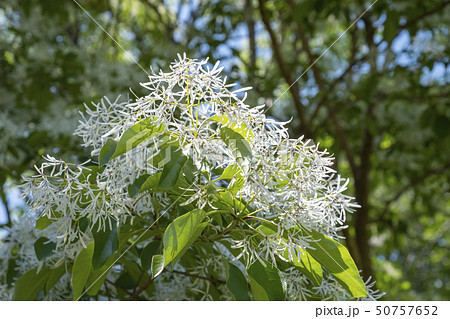 ナンジャモンジャの花と木 の写真素材