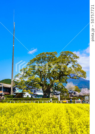 川古の大楠と菜の花畑 【佐賀県武雄市】 川古の大楠と菜の花畑 【佐賀県武雄市】 50757721