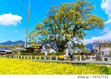 川古の大楠と菜の花畑　【佐賀県武雄市】 50757733