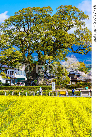 川古の大楠と菜の花畑 【佐賀県武雄市】 川古の大楠と菜の花畑 【佐賀県武雄市】 50757736