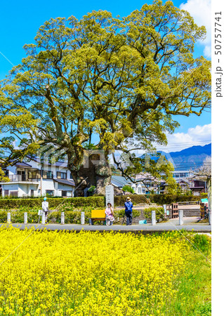 川古の大楠と菜の花畑 【佐賀県武雄市】 川古の大楠と菜の花畑 【佐賀県武雄市】 50757741