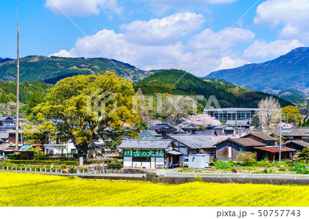 川古の大楠と菜の花畑 【佐賀県武雄市】 川古の大楠と菜の花畑 【佐賀県武雄市】 50757743