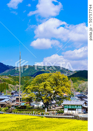 川古の大楠と菜の花畑 【佐賀県武雄市】 川古の大楠と菜の花畑 【佐賀県武雄市】 50757744