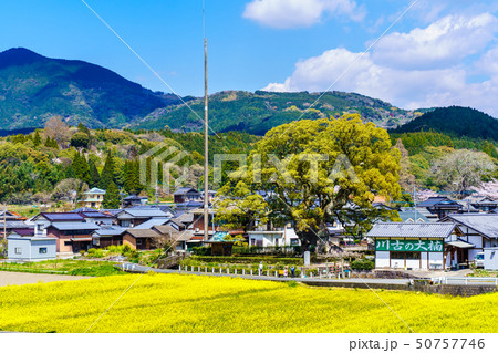 川古の大楠と菜の花畑 【佐賀県武雄市】 川古の大楠と菜の花畑 【佐賀県武雄市】 50757746